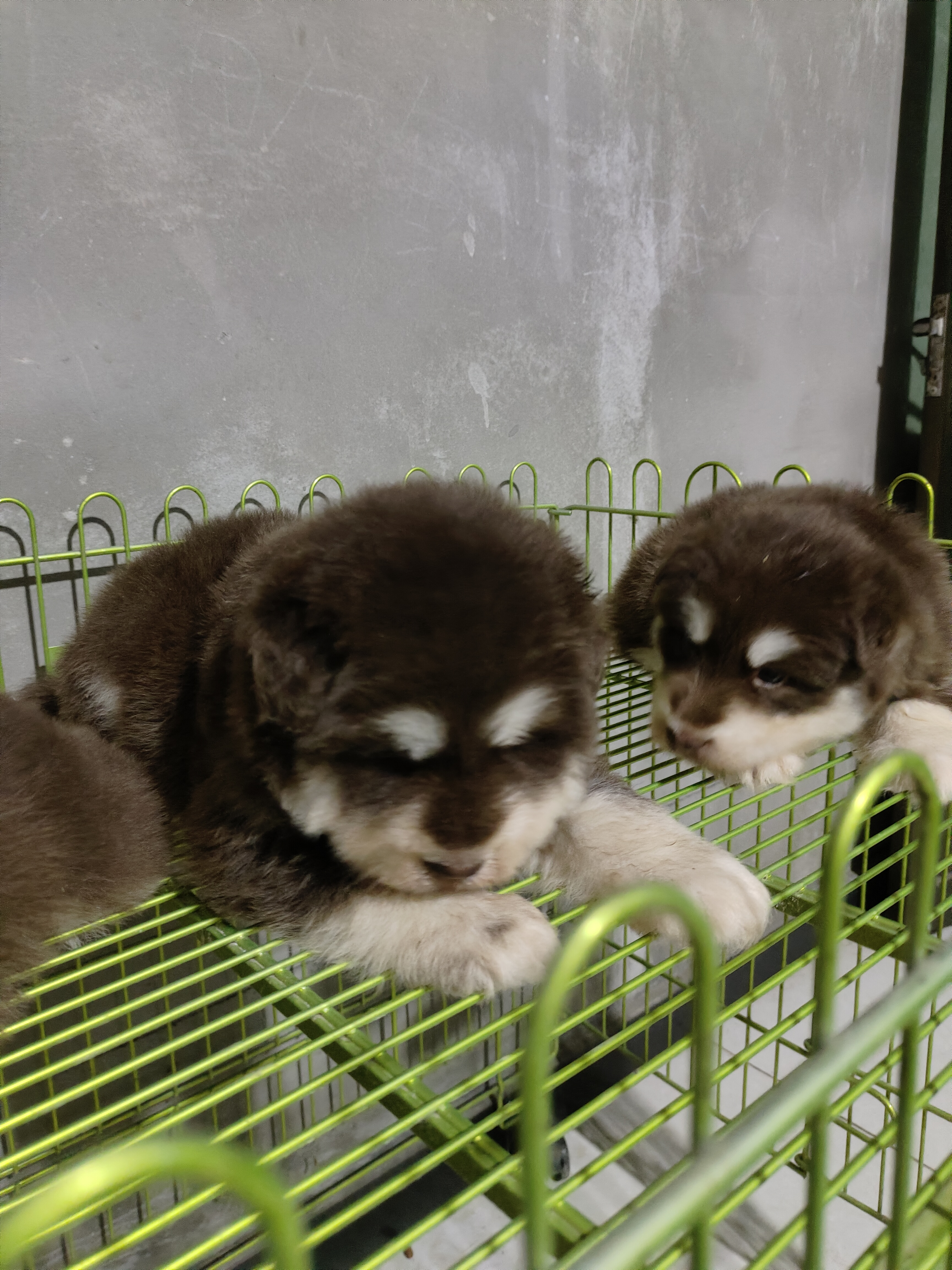 熊版红十字阿拉斯加幼犬泰坦血